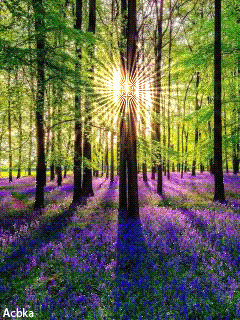 1346104.gif