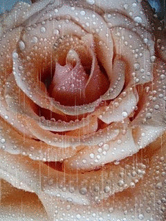 1320645.gif