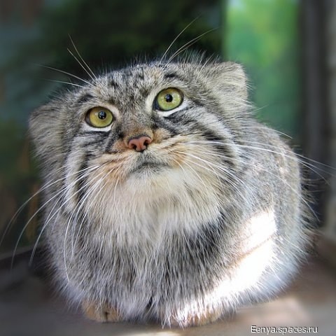 Manul.jpg
