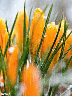1326266.gif