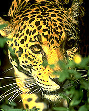 Leopard.jpg