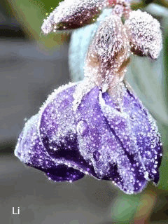 1450405.gif