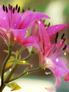 1326147.gif