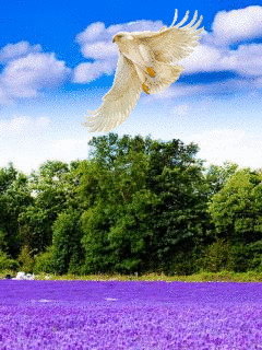 1382711.gif