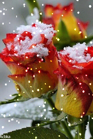 1511658.gif