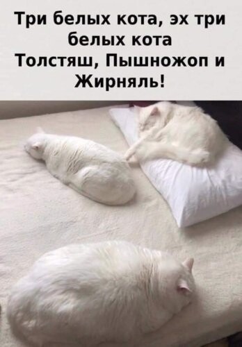 311048526 p 0 360 0.jpg