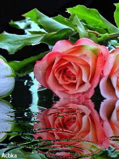 1340633.gif