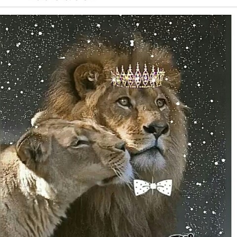 Царь зверей.jpg