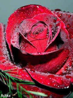 1340934.gif