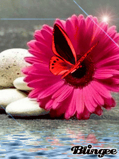 1373045.gif