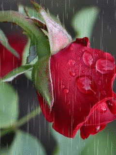 1326927.gif
