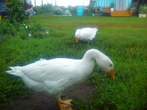 DSC 0012.jpg