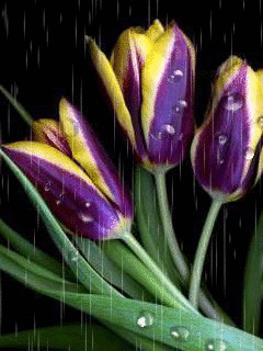 1388105.gif