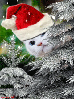 14e562e0d6b307a5e1025709053f4da3.gif