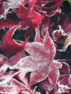 1346502.gif