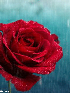 прекрасная роза под дождем.gif