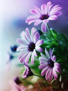 1262622.gif