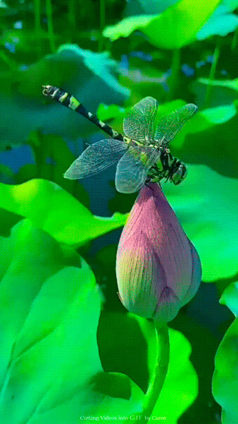 -.gif