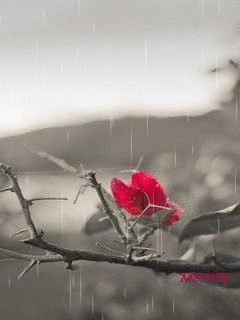 1346127.gif