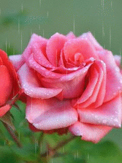1331190.gif