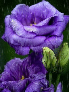 rain(01).gif