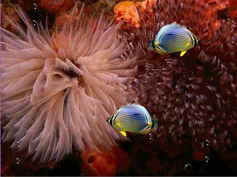 sea 530 398.swf