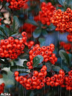 1345608.gif