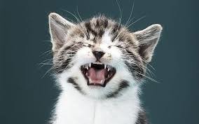 Крик Кота.mp3
