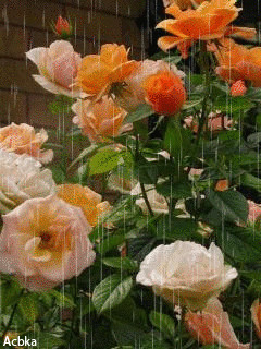 1326154.gif