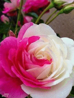 1362060.gif