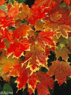 1288156.gif