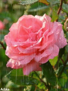 1309761.gif
