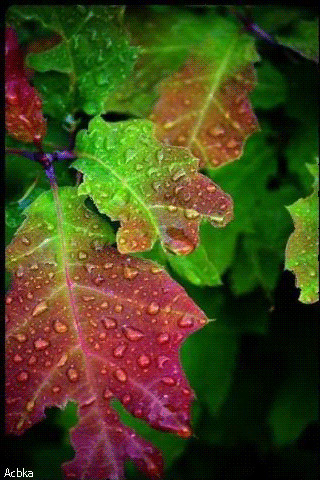1380186.gif