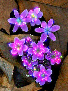 1323106.gif