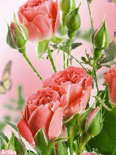 1255107.gif