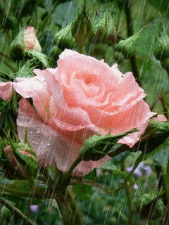 1351732.gif