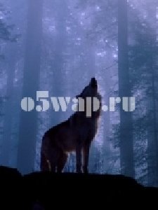 Ночной волк