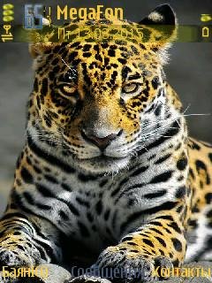 Leopard леопард