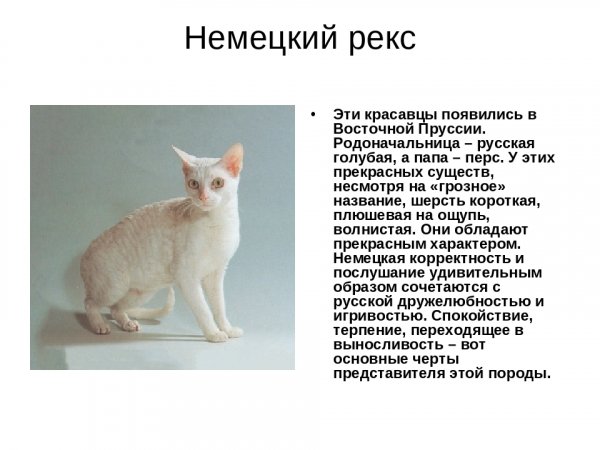 Немецкий рекс