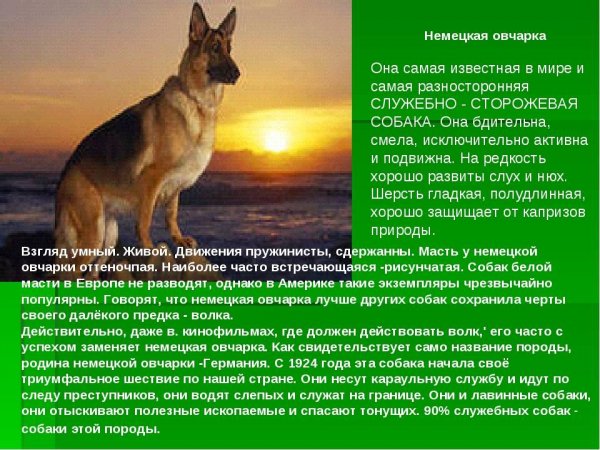 Немецкая овчарка