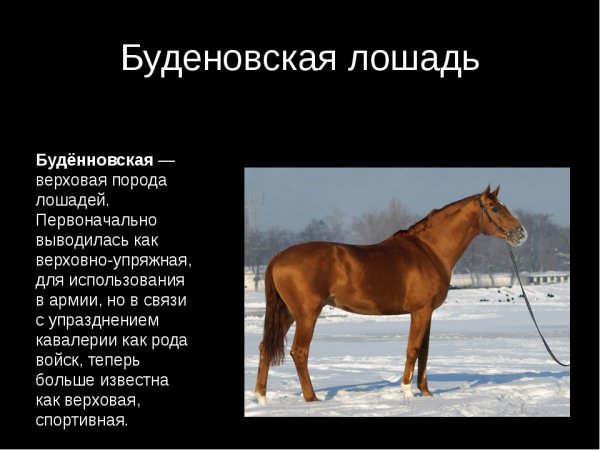 Буденовская лошадь