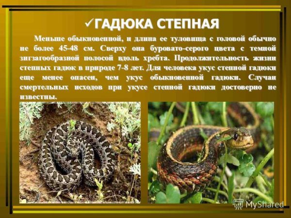 Гадюка степная