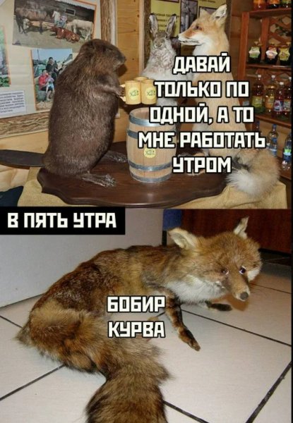 Бобир )