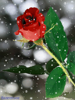 1361252.gif