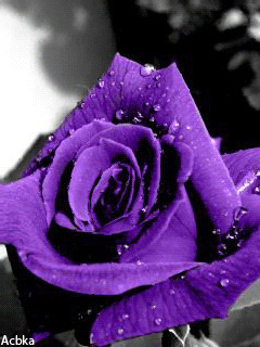 1191740.gif