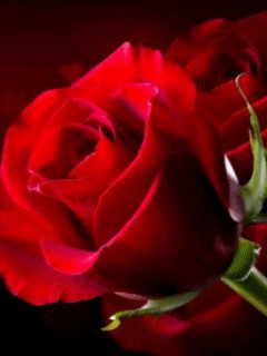 0111400229.gif