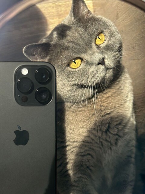 cute cat кот в зеркале модный котик кот с телефоном.jpg