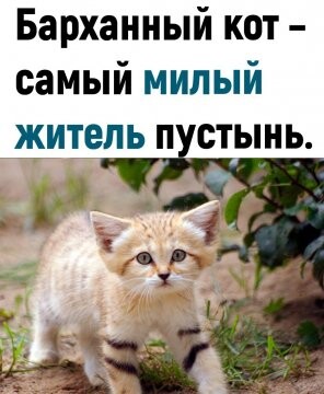 315305240 p 0 360 0.jpg