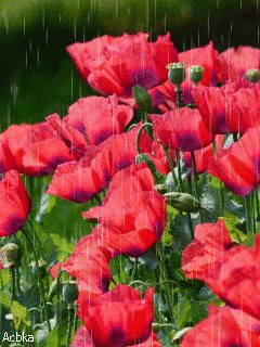 1373168.gif
