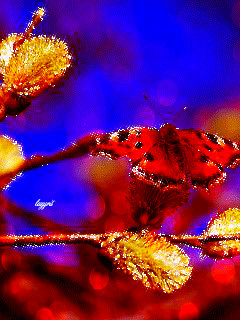 1326150.gif